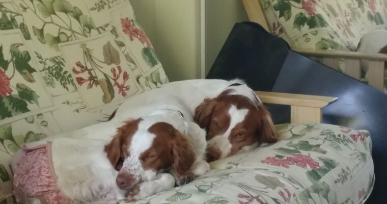 Litter Announcement! – Brittany Puppies