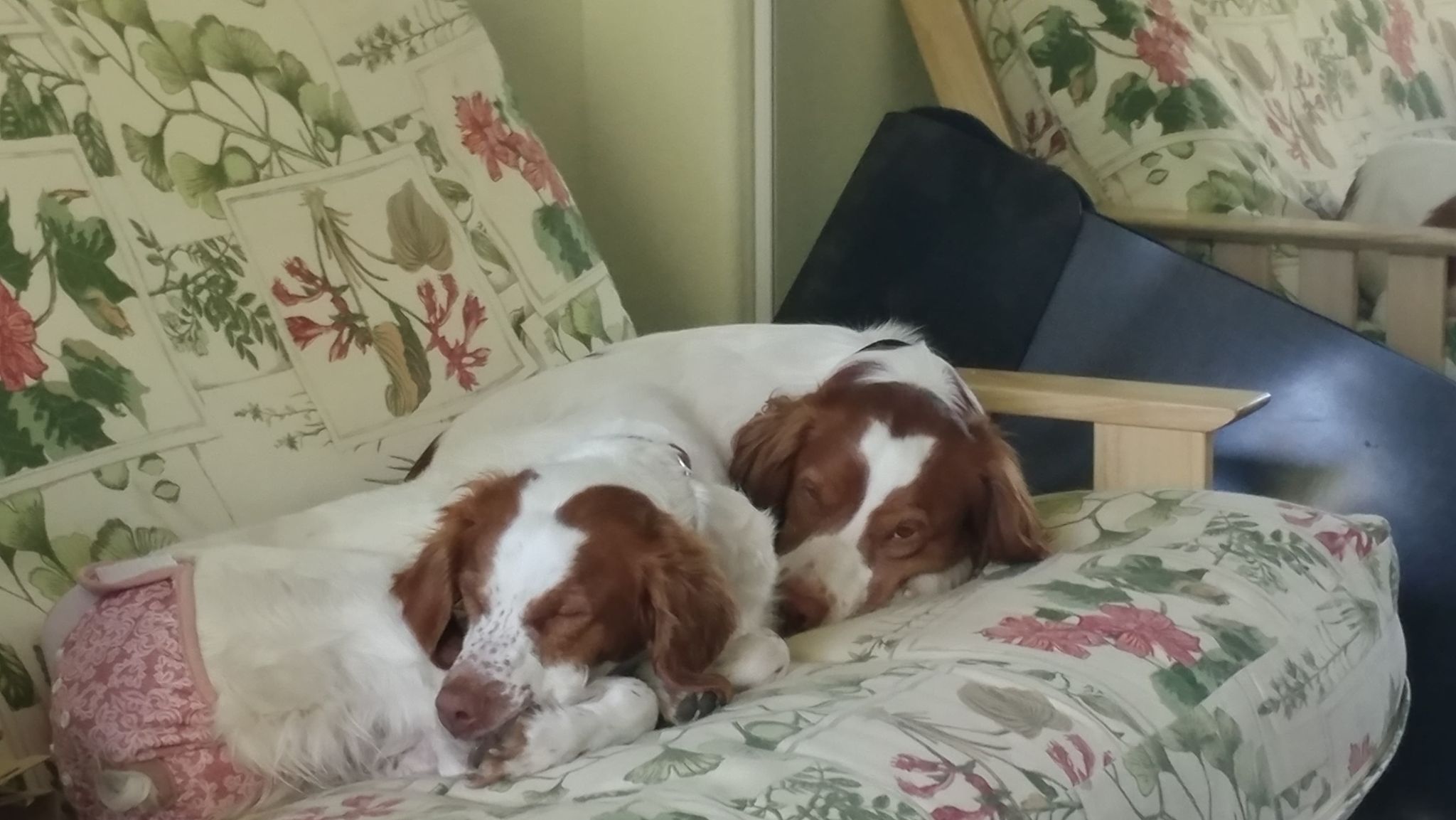 Litter Announcement! – Brittany Puppies
