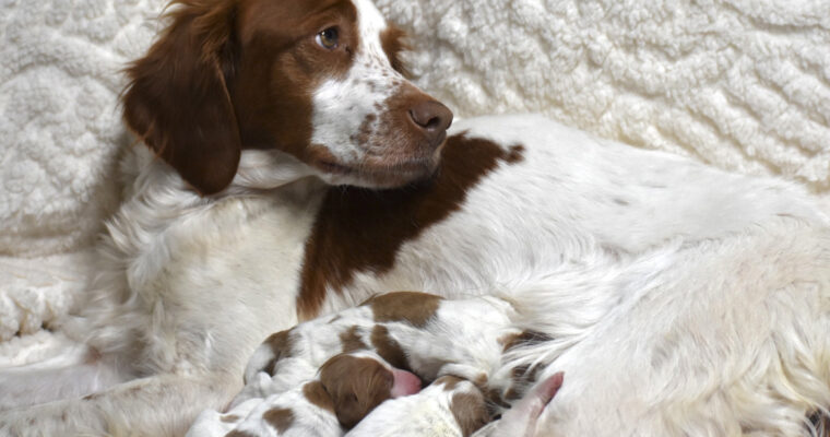 Stormy/Gunner Litter December 13, 2022 – Two Day Photos