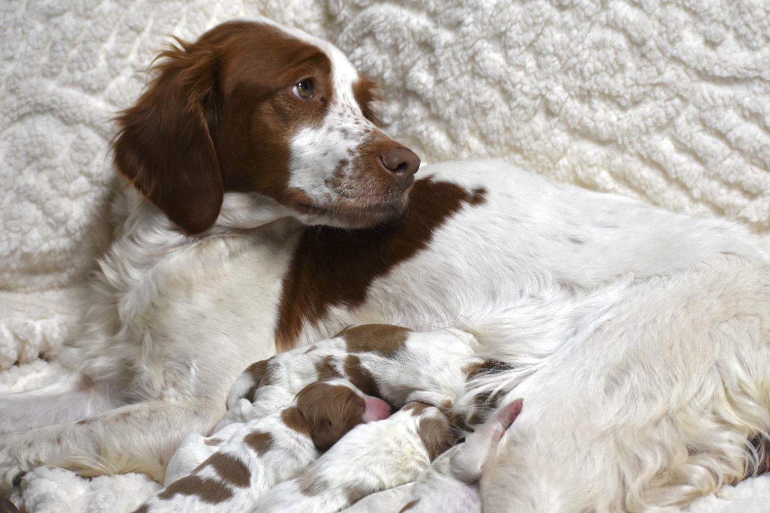 Stormy/Gunner Litter December 13, 2022 – Two Day Photos