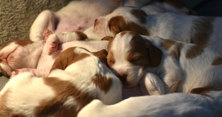 Stormy/Gunner Litter December 13th – Two Week Photos