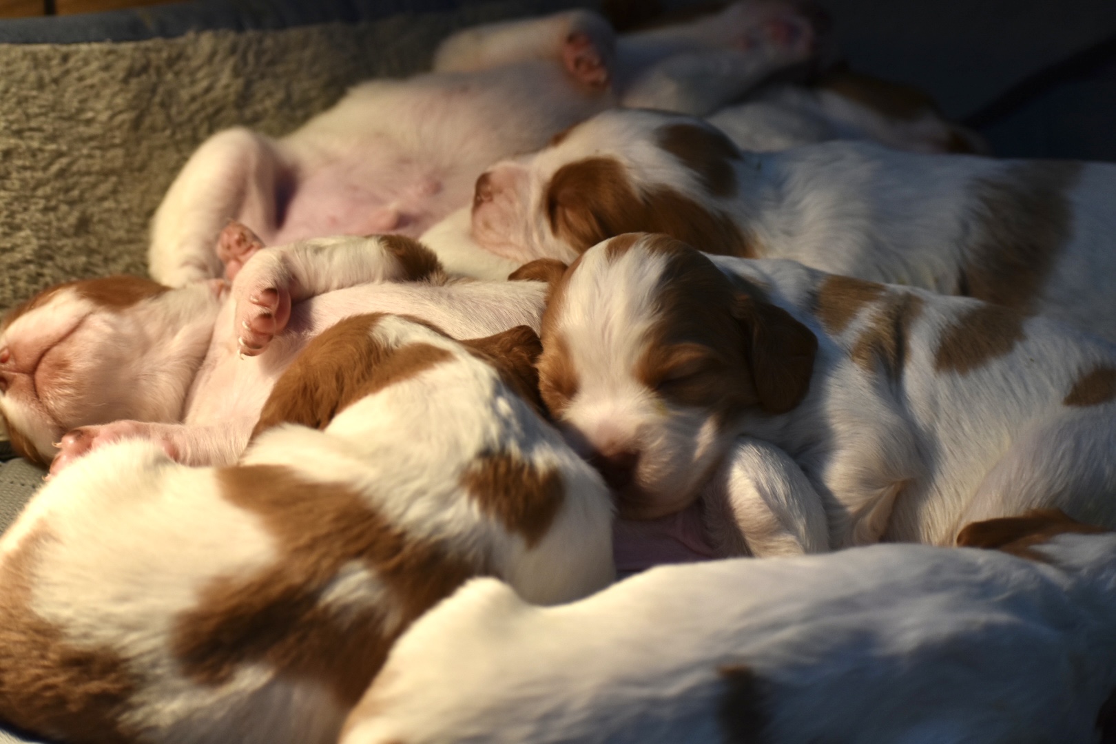 Stormy/Gunner Litter December 13th – Two Week Photos