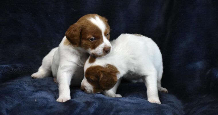 STORMY/GUNNER LITTER – Four WEEK PHOTOS