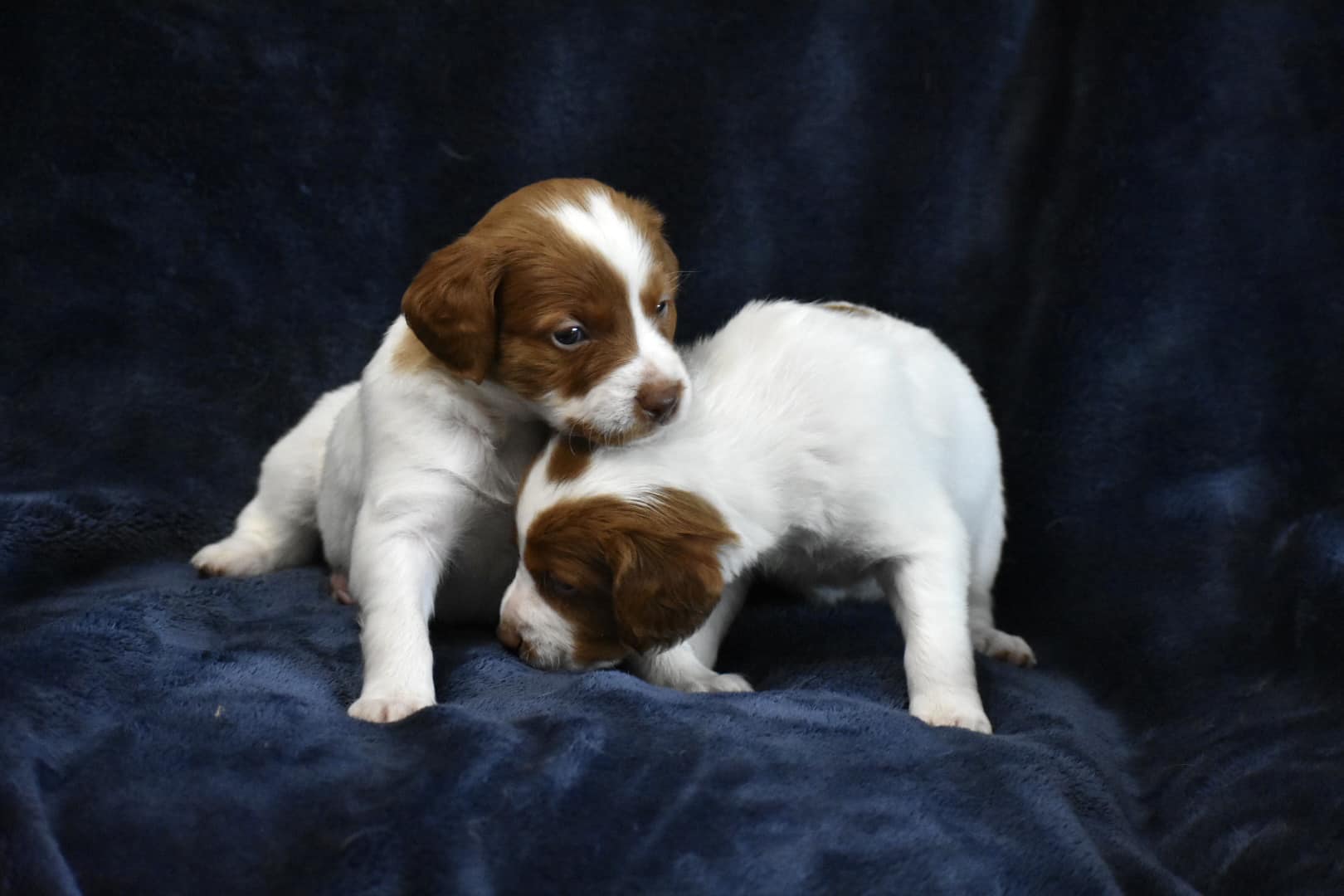 STORMY/GUNNER LITTER – Four WEEK PHOTOS