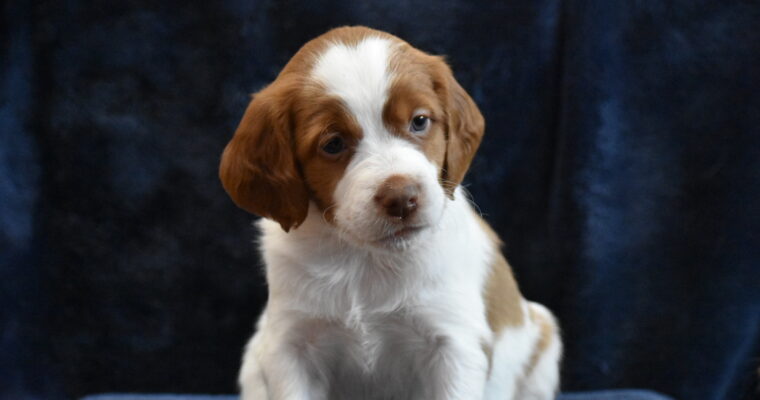 STORMY/GUNNER LITTER – FIVE WEEK PHOTOS