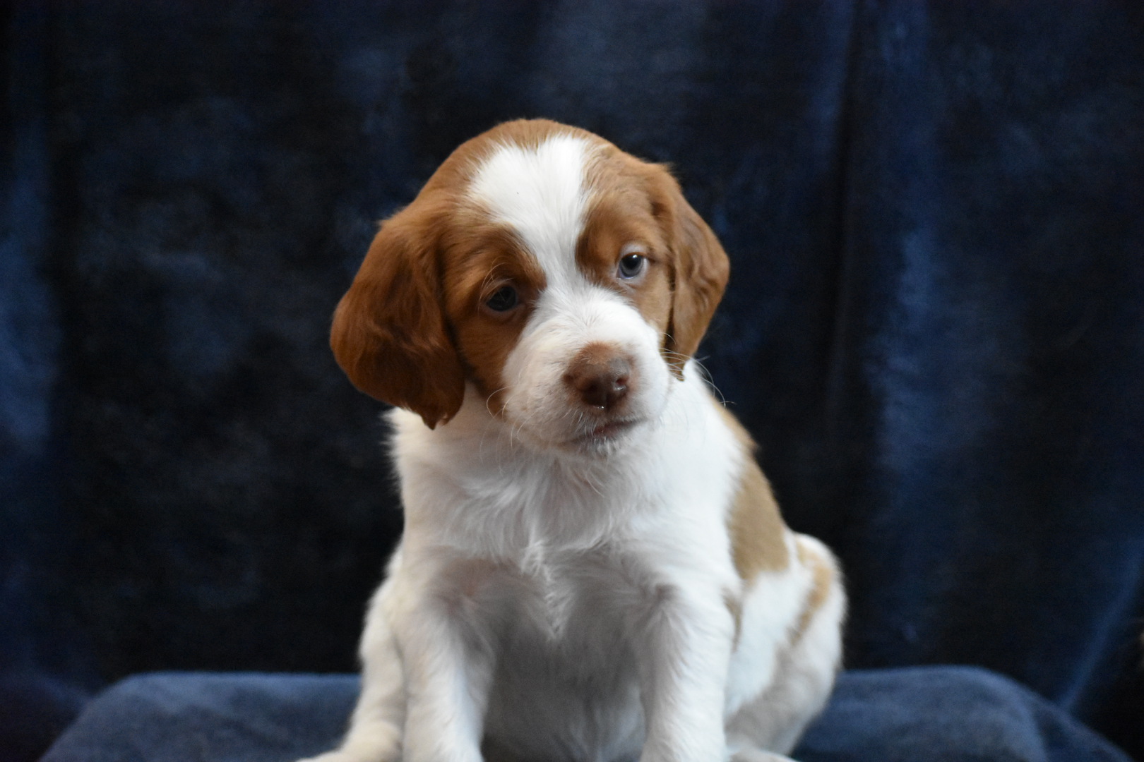 STORMY/GUNNER LITTER – FIVE WEEK PHOTOS