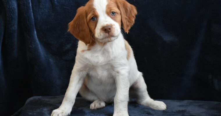 STORMY/GUNNER LITTER – SEVEN WEEK PHOTOS