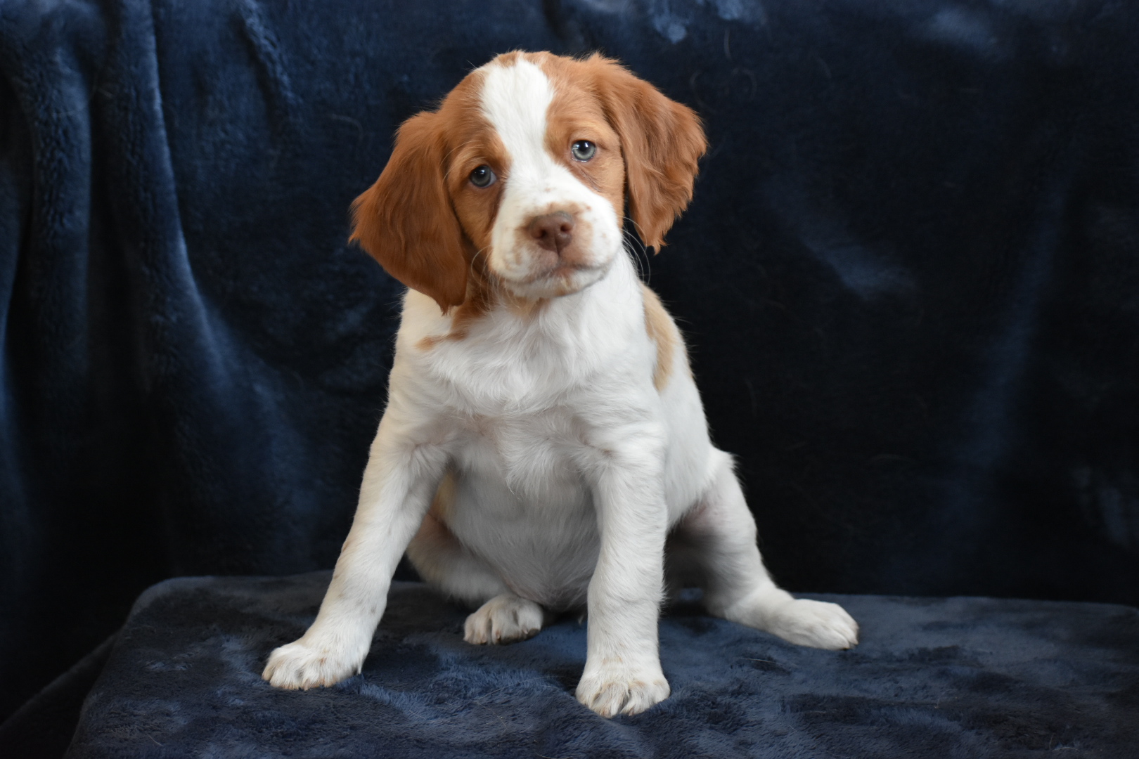 STORMY/GUNNER LITTER – SEVEN WEEK PHOTOS