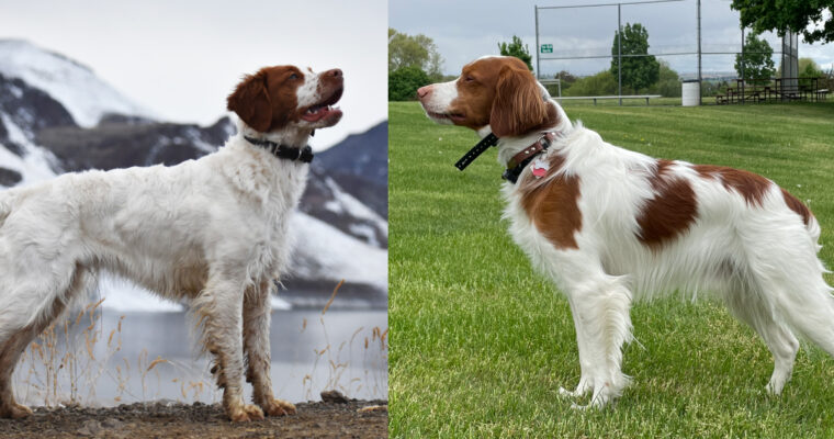 Summer 2023 Litter Announcement!