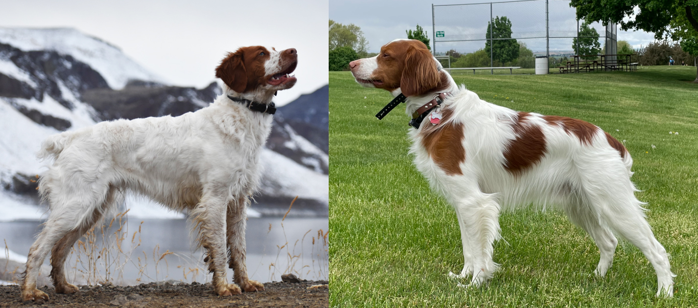 Summer 2023 Litter Announcement!
