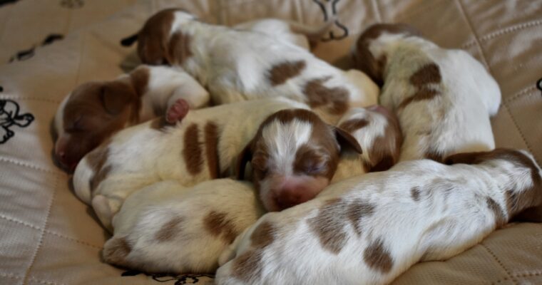 Stormy/Gunner Litter Born July 3rd