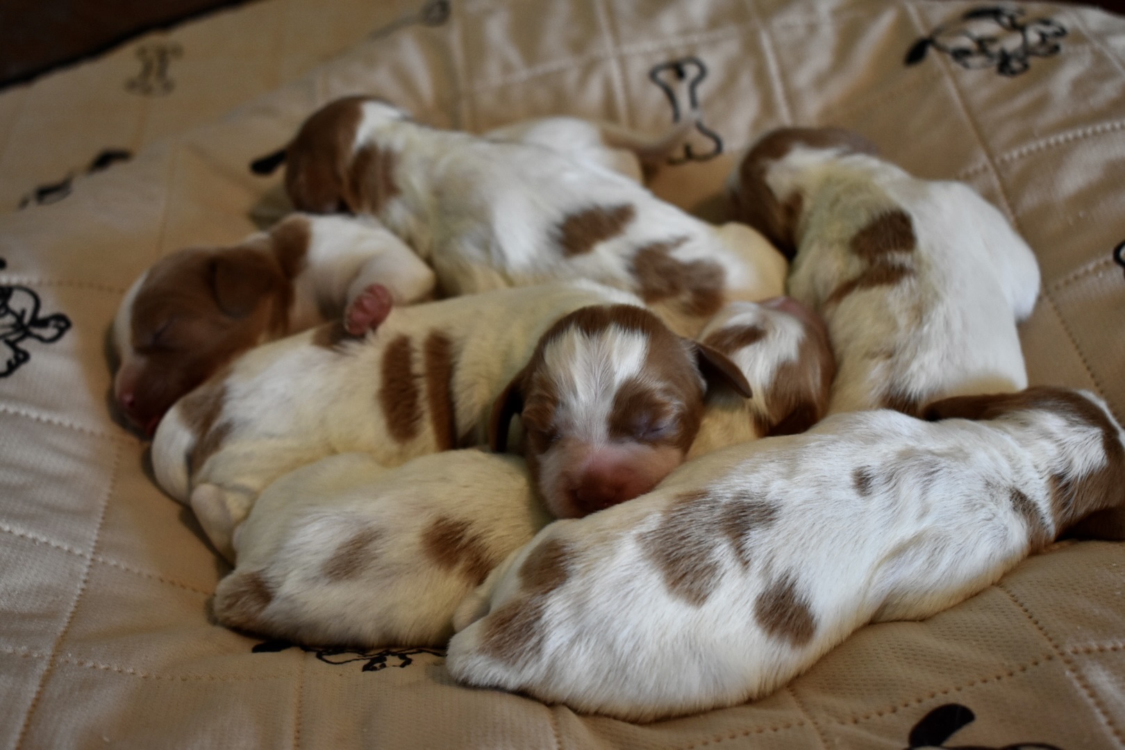Stormy/Gunner Litter Born July 3rd