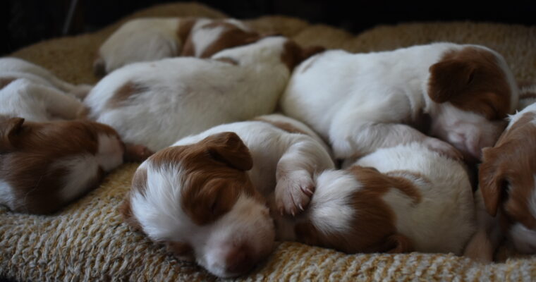 STORMY/GUNNER LITTER July 2023 – TWO WEEK PHOTOS