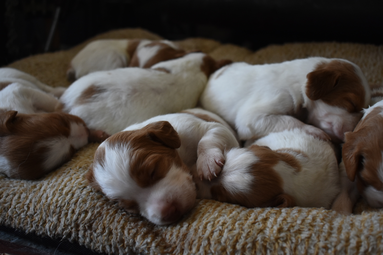 STORMY/GUNNER LITTER July 2023 – TWO WEEK PHOTOS