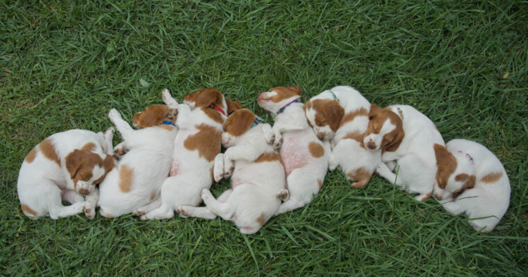 STORMY/GUNNER LITTER JULY 2023 – SEVEN WEEK PHOTOS