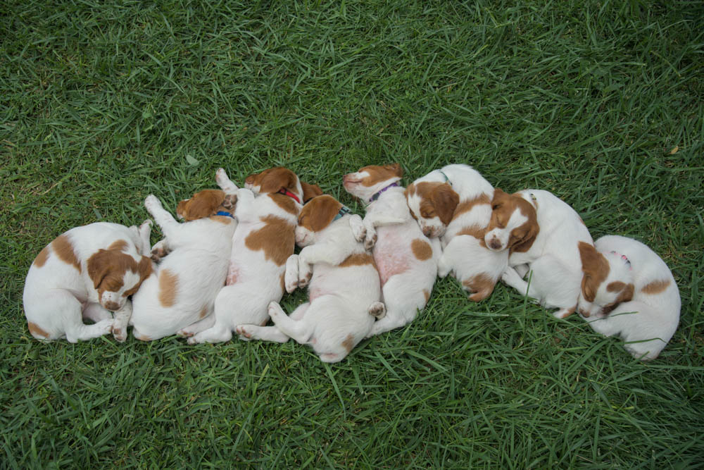 STORMY/GUNNER LITTER JULY 2023 – SEVEN WEEK PHOTOS