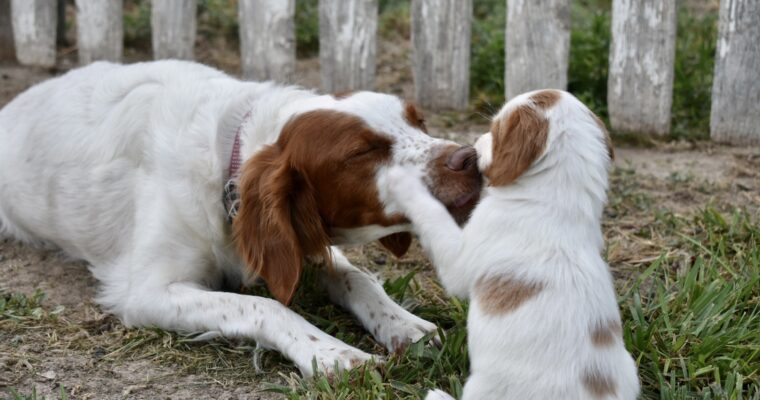 STORMY/GUNNER LITTER JULY 2023 – Four WEEK PHOTOS