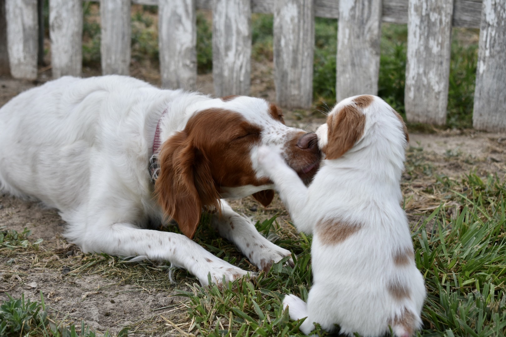 STORMY/GUNNER LITTER JULY 2023 – Four WEEK PHOTOS