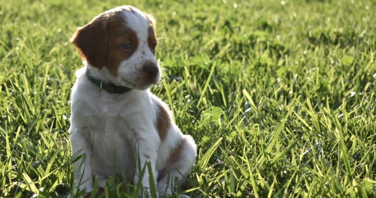 STORMY/GUNNER LITTER JULY 2023 – FIVE WEEK PHOTOS
