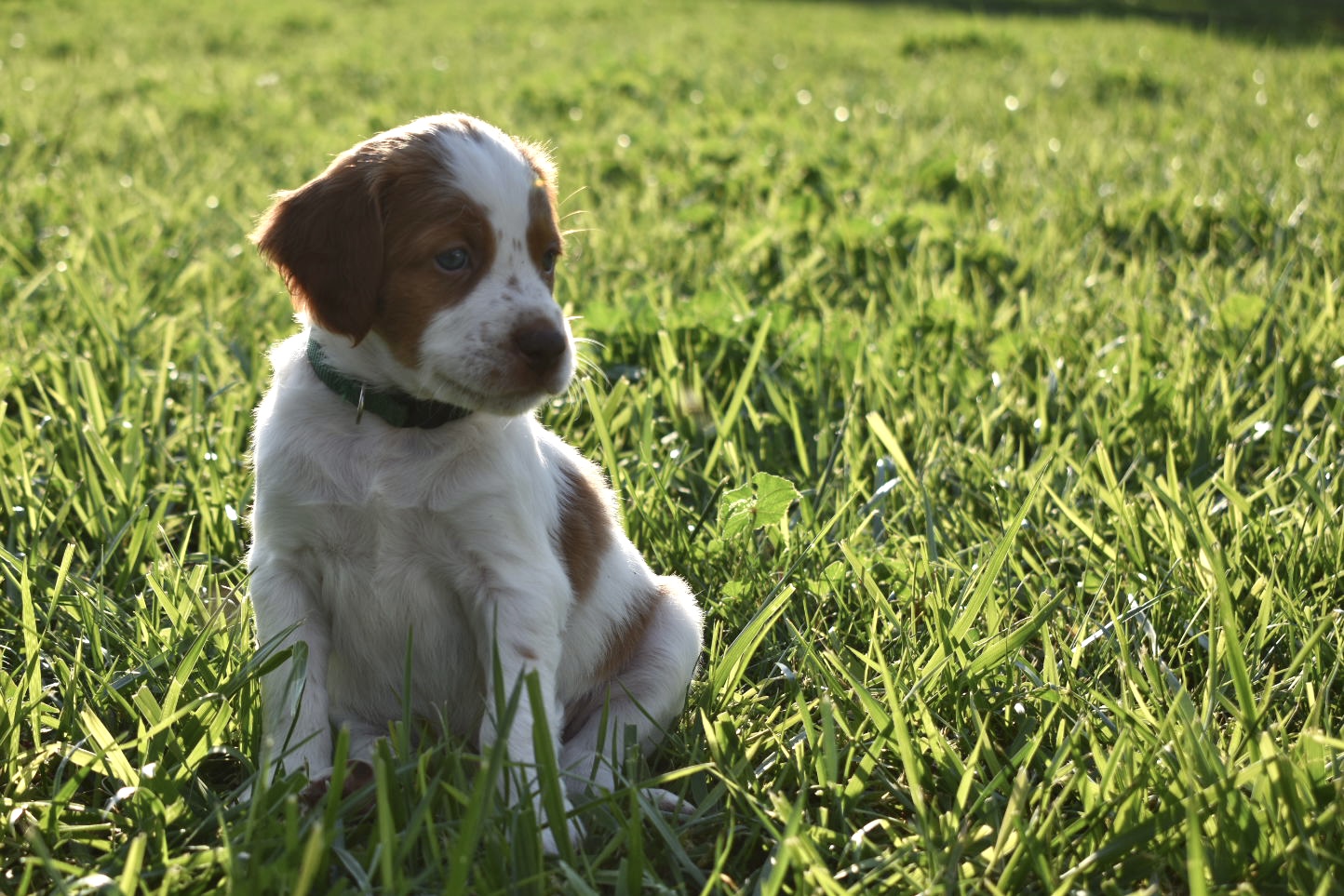 STORMY/GUNNER LITTER JULY 2023 – FIVE WEEK PHOTOS