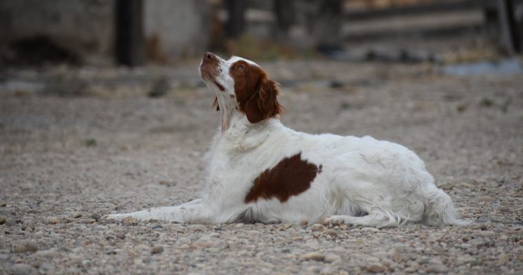Stormy/Gunner Litter 2024 Litter Announcement