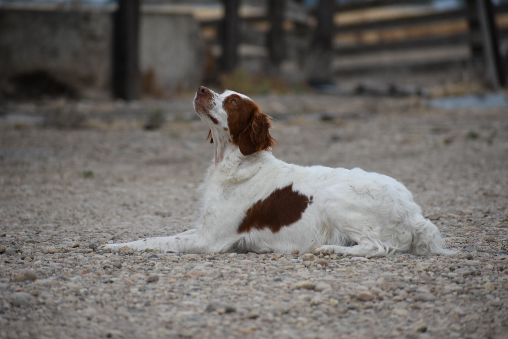 Stormy/Gunner Litter 2024 Litter Announcement