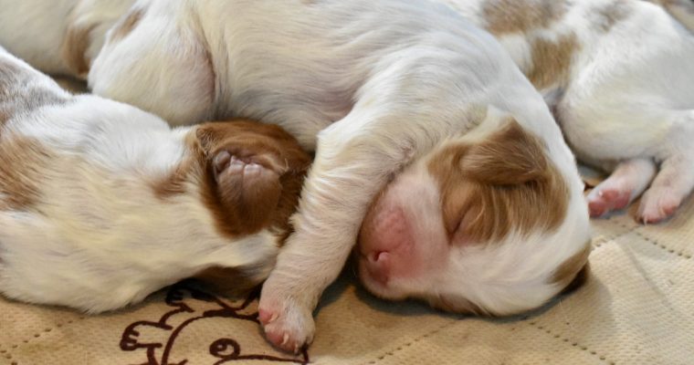 Stormy/Gunner Summer 2024 Litter – Puppies Have Arrived!