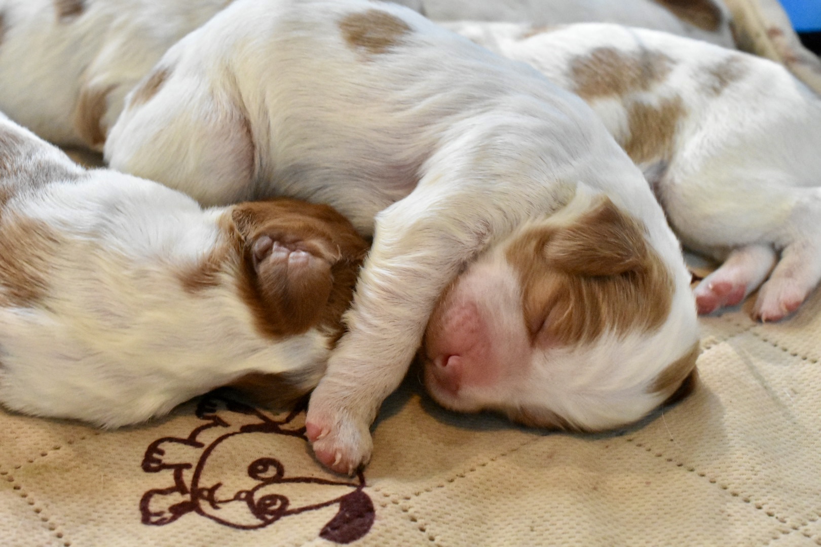 Stormy/Gunner Summer 2024 Litter – Puppies Have Arrived!