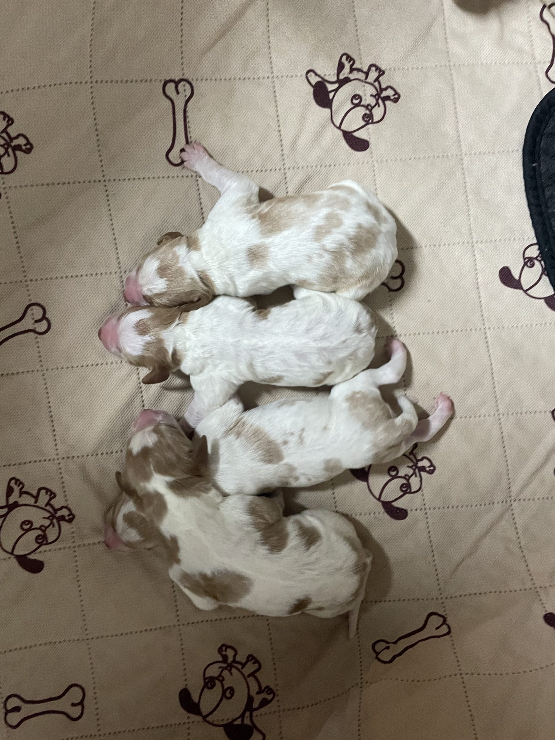 Stormy-Ruffee Fall 2026 Litter – Puppies Have Arrived!