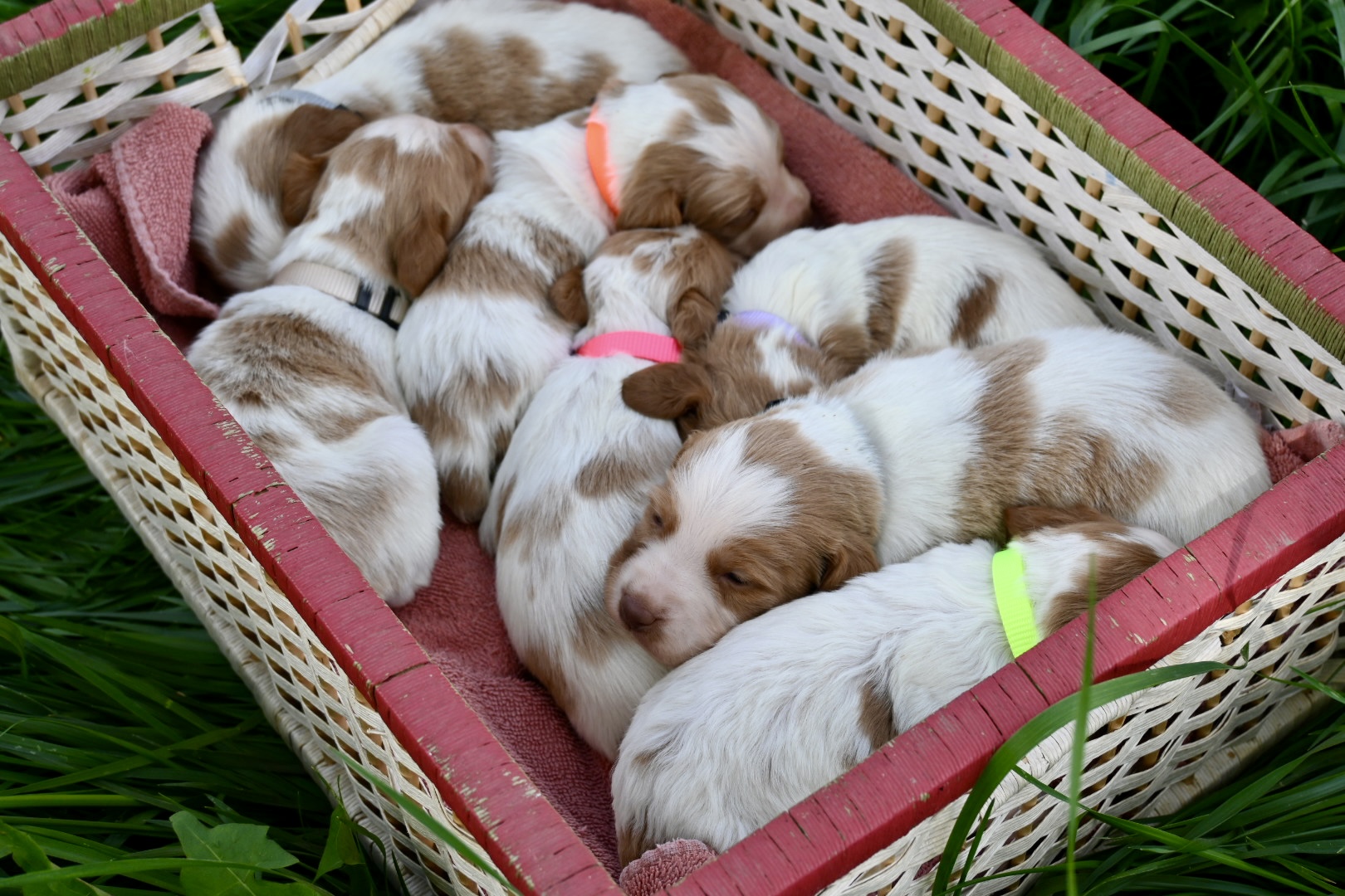 Stormy-Ruffee Fall 26 Litter – Week 2 Puppy Photos